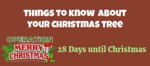 Things to Know About Your Christmas Tree 2